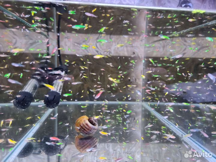 Аквариумные рыбки