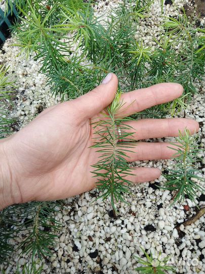 Сеянцы Псевдотсуга голубая