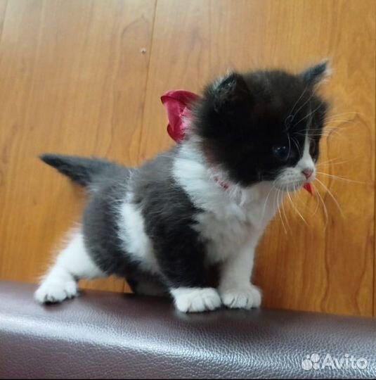 Котенок