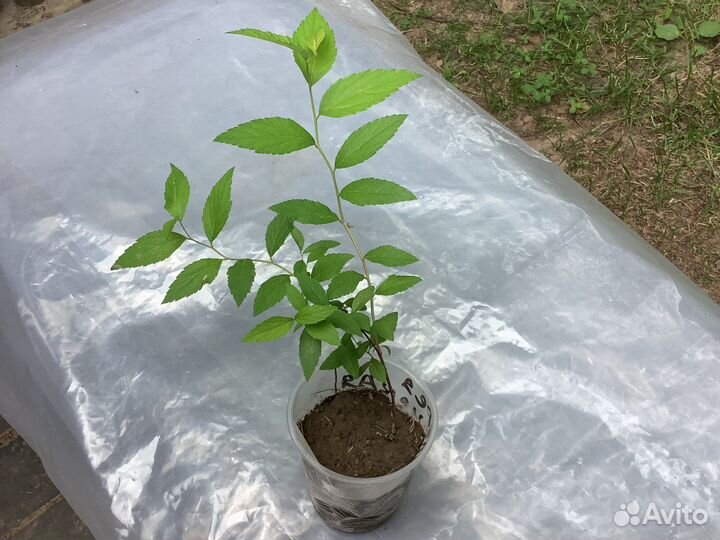 Спирея Японская и Голд принцесс