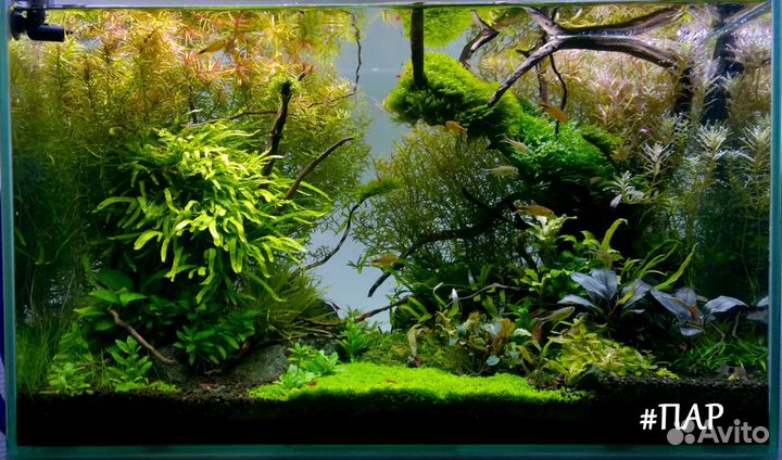 Запуск и обслуживание растительных аквариумов