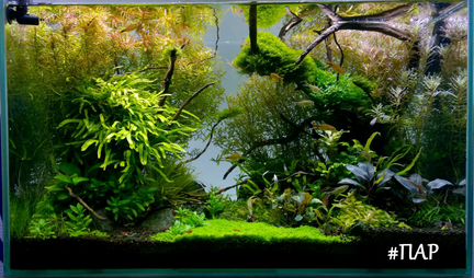 Запуск и обслуживание растительных аквариумов