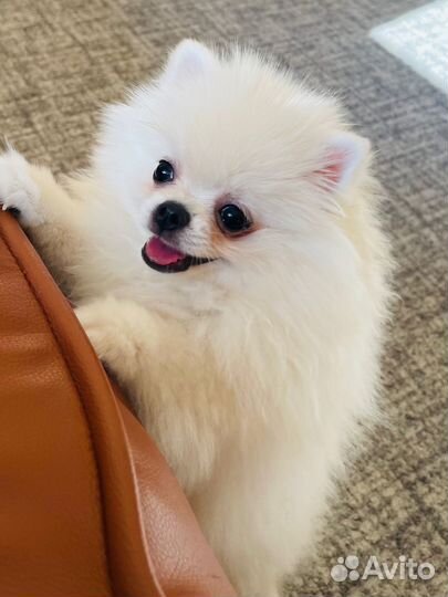 Померанский шпиц белый девочка
