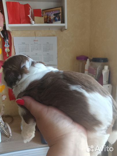 Собака ши-тцу