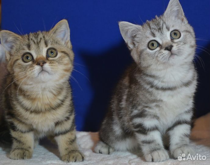 Мрамор на серебре и на золоте