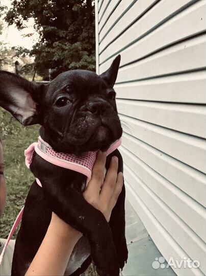 Щенки французов