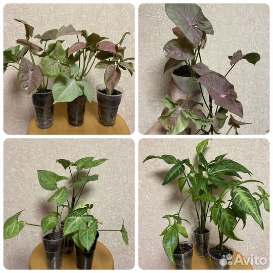 Комнатные цветы