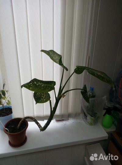 Диффенбахия 2 взрослых растения