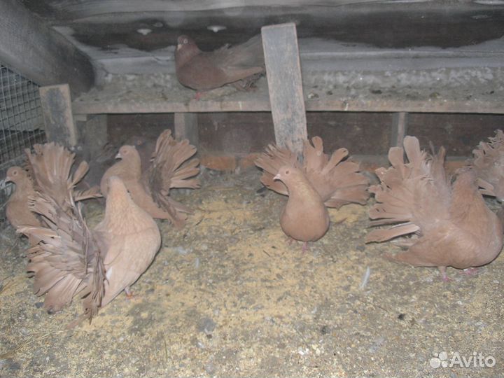 Продам голубей
