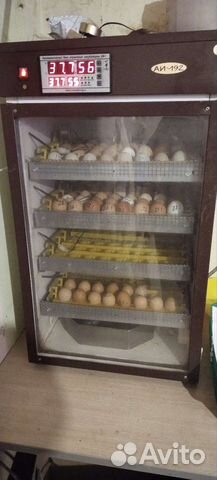 Цыплята суточные-недельные, инкубационное яйцо