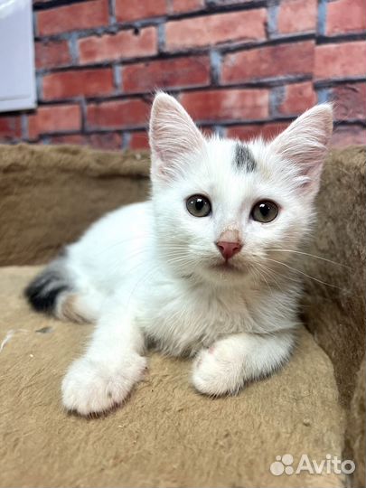 Котенок девочка Стеша 2,5 мес ищет семью
