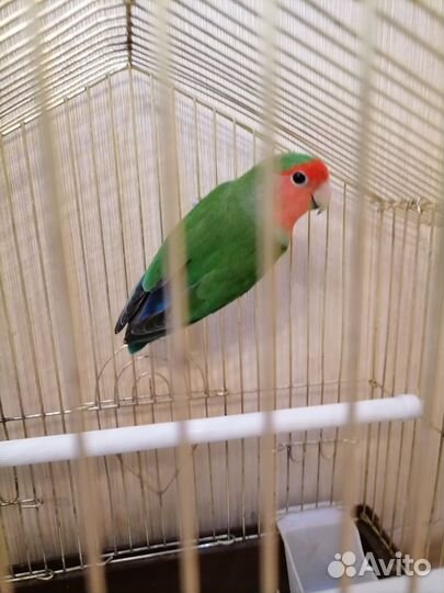 Попугай неразлучник