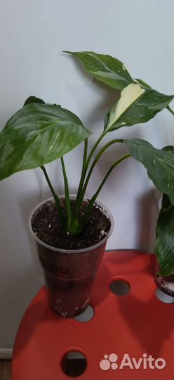 Спатифиллум Домино