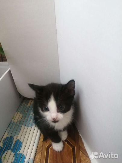 Отдам котенка в добрые руки