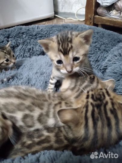 Бенгальские котята