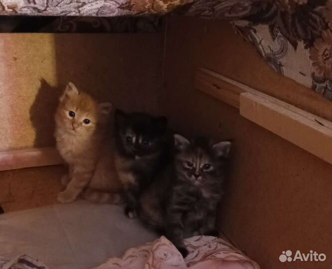 Кошка в дар