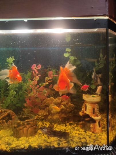 Аквариум и рыбки