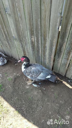 Мускусные утки тяжелые линии