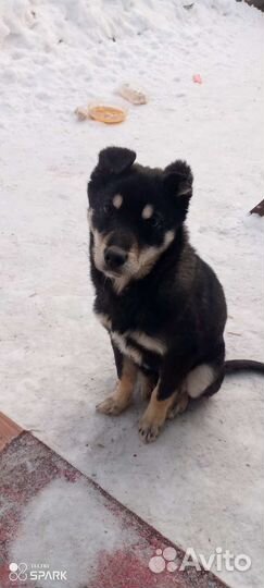 Собака в добрые руки щенок