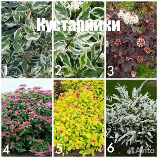 Кустарники и многолетние цветы