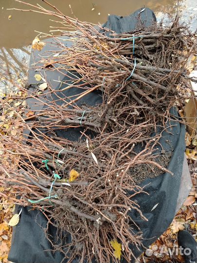 Саженцы винограда басанти