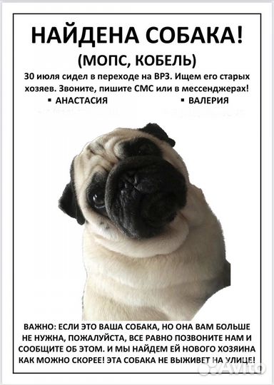 Найдена собака Мопс