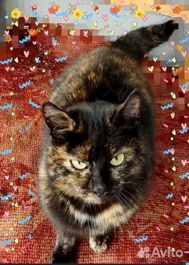 Кошка Мила, 1 год