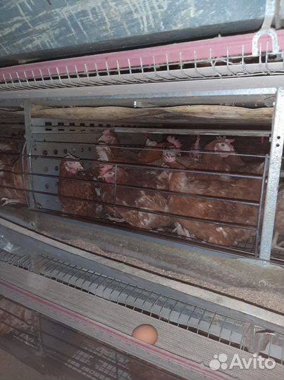 Куры молодки несушки