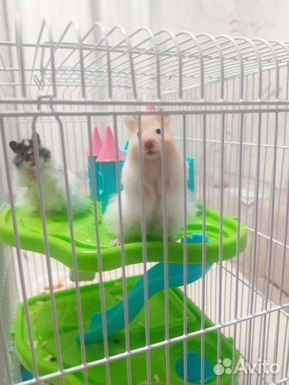 Сирийские хомяки с клеткой