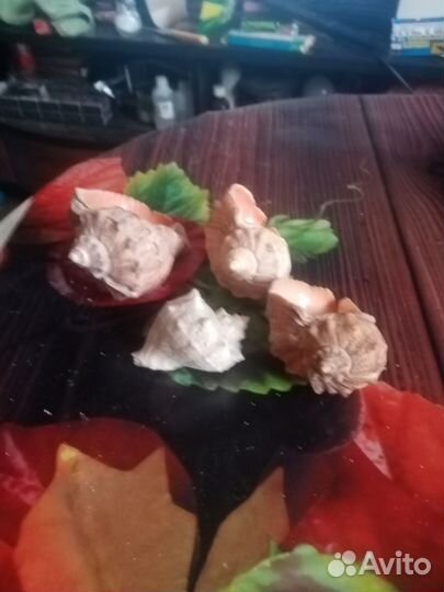 Морские ракушки раковины