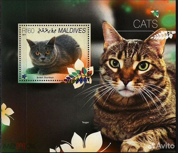 Фауна Кошки