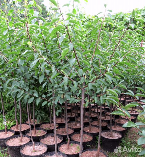 Саженцы плодовых и хвойных, обрезка, опрыскивание