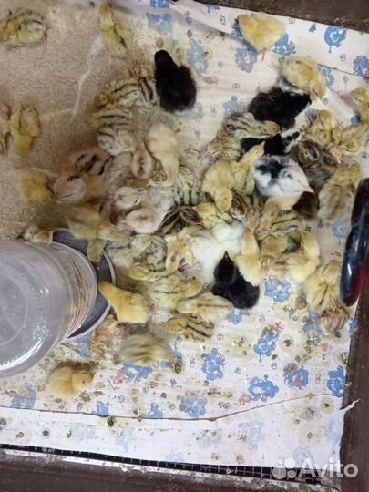 Перепелята