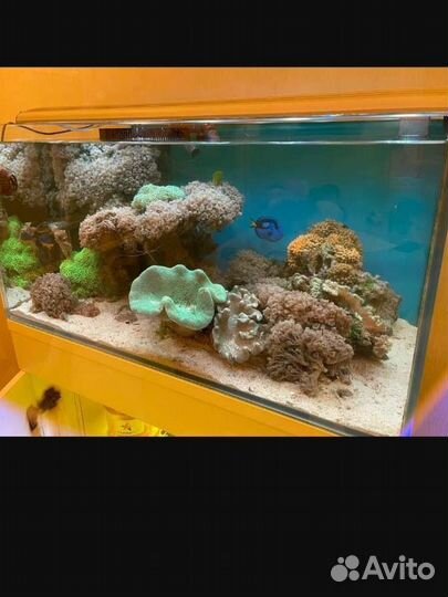 Все виды аквариумных услуг