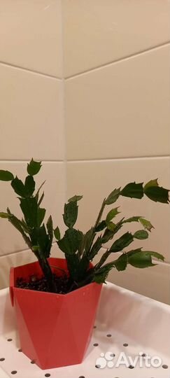 Зигокактус шлюмбергера (декабрист)