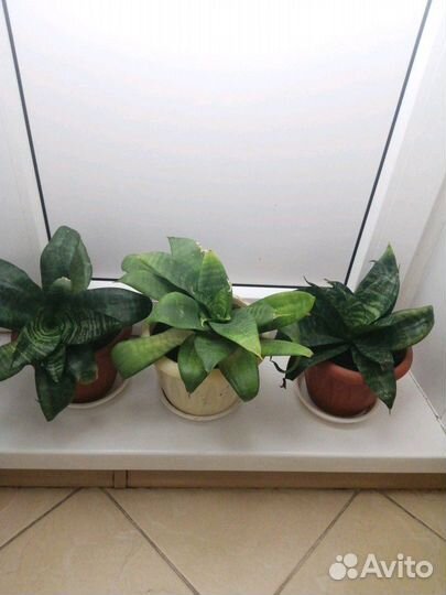 Цветок-щучий хвост