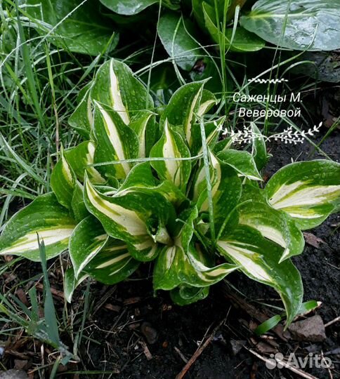 Саженцы многолетние мv+доставка