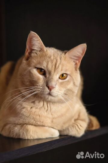 Кот палевый