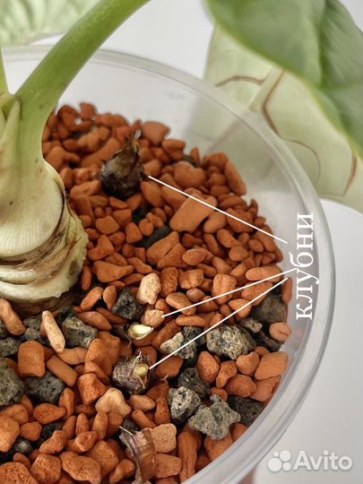 Алоказия Сильвер Дракон