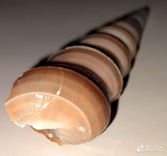 Ракушки морские красивые