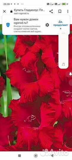 Гладиолусы луковицы