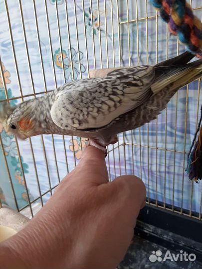 Попугаи ручные корелла,неразлучники