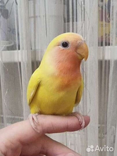 Неразлучник ручной