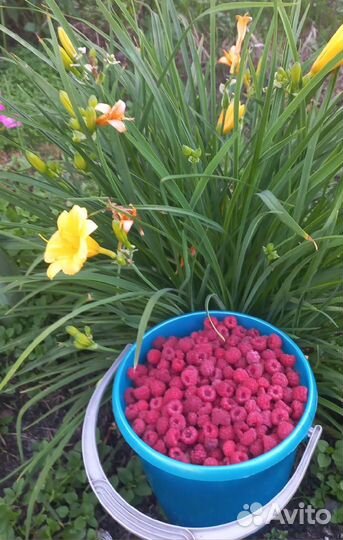 Ягоды малины