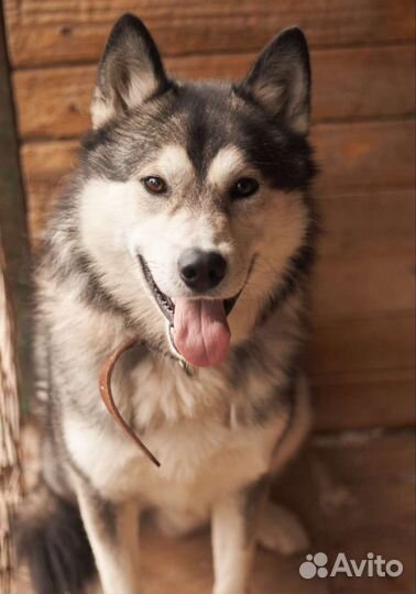 Алтай ищет дом