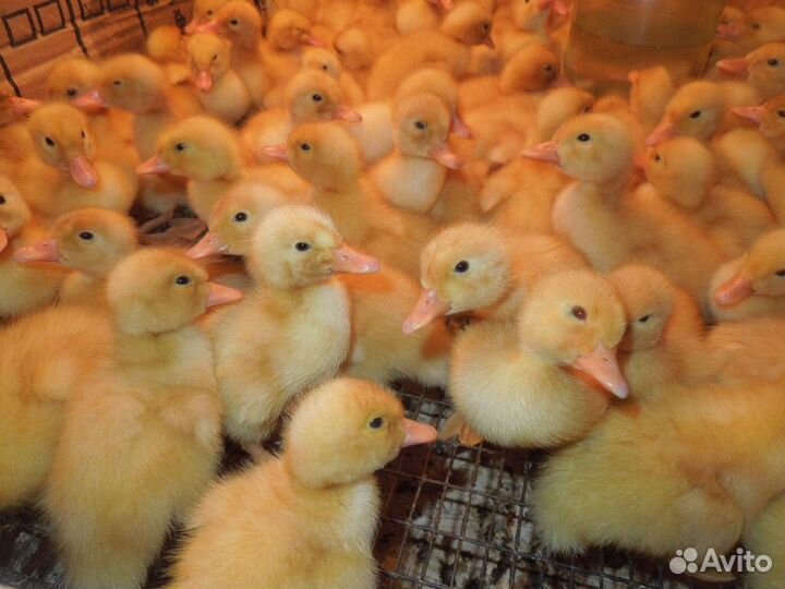 Утята башкирские