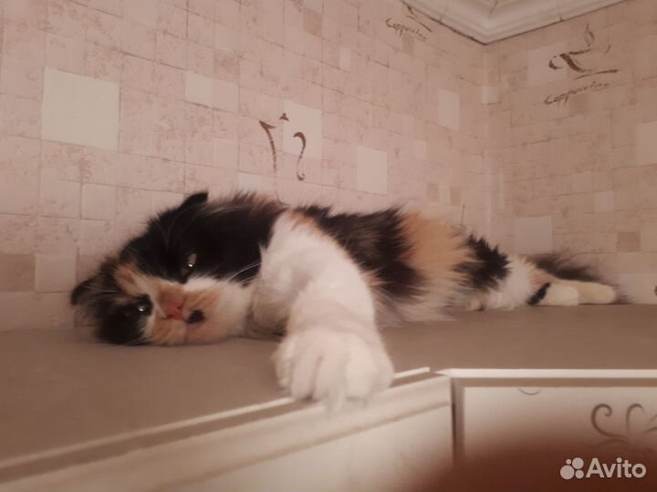 Кошки в добрые руки