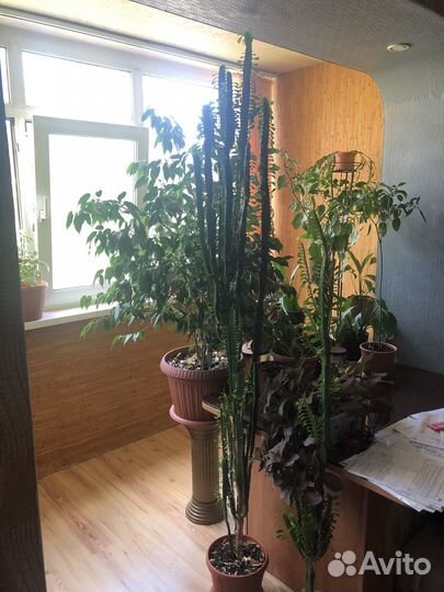 Молочай трехгранный