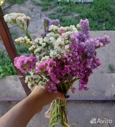 Статица. Сухоцвет