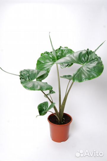 Алоказия Stingray